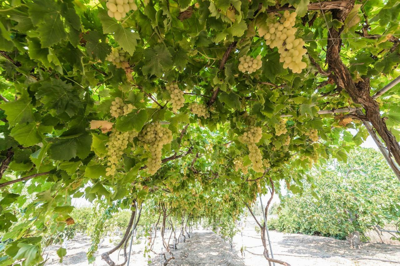 فيلا Lianas Garden House أفانتو المظهر الخارجي الصورة